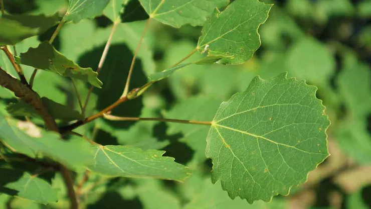 Particolare di foglie verdi di pioppo con venature visibili alla luce del giorno.