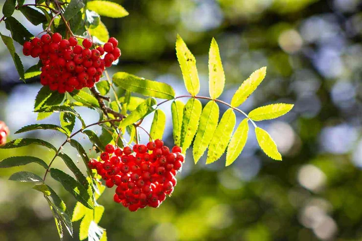 Particolare dei rami di sorbo con grappoli di bacche rosso vivo e foglie verdi.