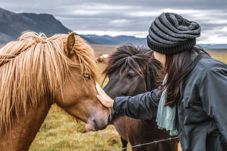 Una donna accarezza dolcemente due cavalli islandesi vicino a un recinto, in un paesaggio verde con montagne sullo sfondo.