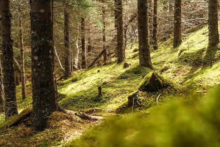 Una densa foresta con alberi verdi e un terreno ricoperto di muschio illuminato dalla luce solare.