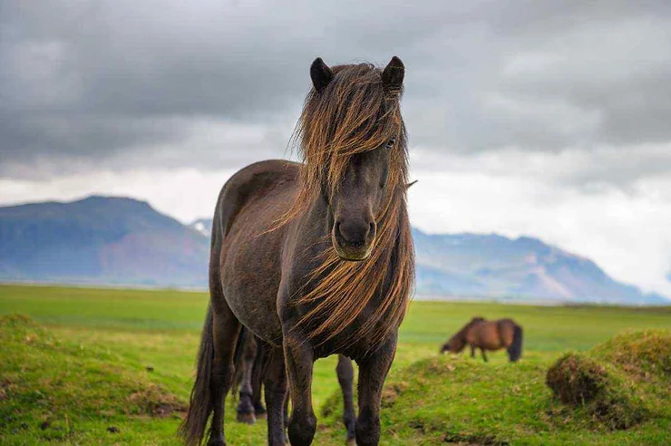 Un affascinante cavallo islandese dalla folta criniera, simbolo dell'Islanda rurale.