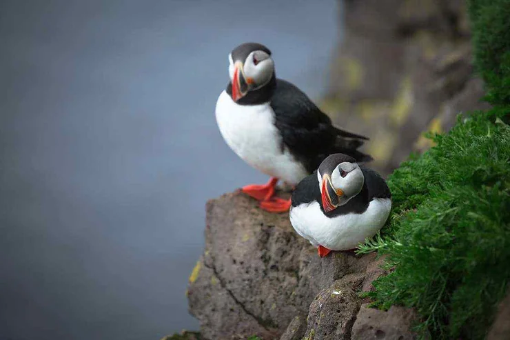 Due adorabili pulcinella di mare appollaiati su una scogliera, rappresentativi della fauna unica islandese.