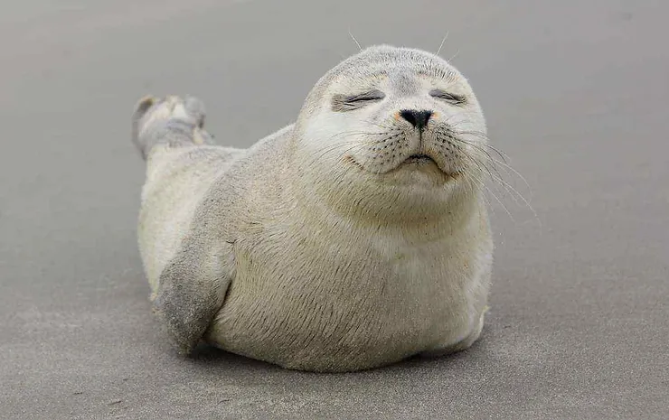 Una foca che riposa serenamente su una spiaggia, con un'espressione tranquilla e soddisfatta.