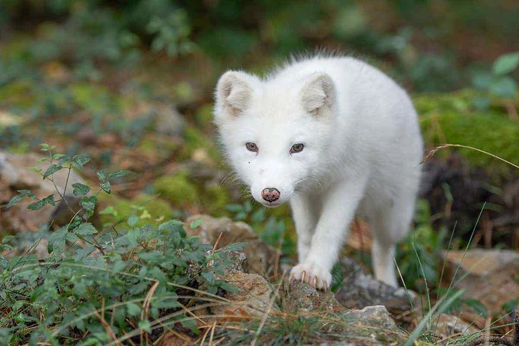 Una volpe artica dal manto candido, mimetizzata nella natura selvaggia dell'Islanda.