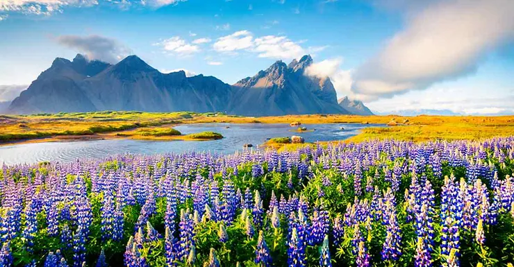 Un campo vibrante di fiori di lupino viola con montagne maestose sullo sfondo sotto un cielo limpido.