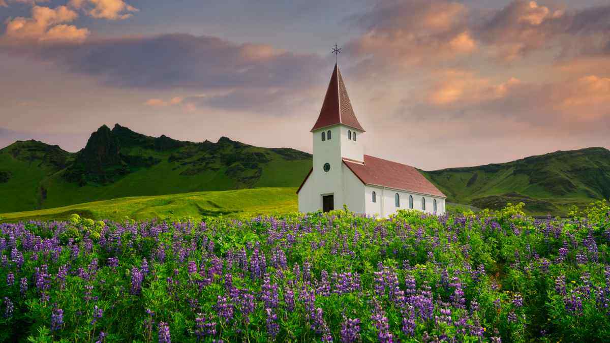 Chiesa di Vik í Mýrdal in Islanda circondata da lupini viola e colline verdi, sotto un cielo al tramonto in un paesaggio da cartolina.