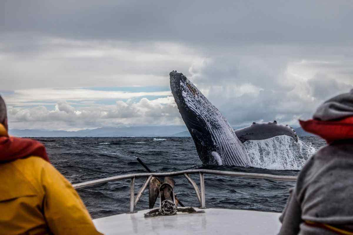 Balena megattera che salta fuori dall’acqua durante un’escursione di whale watching in Islanda, osservata da turisti su una barca nel Mar Artico.